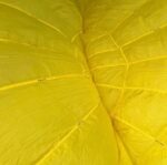 Voile parachute Dénaturée TAP Jaune 51168 1954